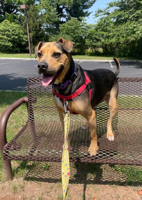 Jake, Adoptable, Adult Male Hound.