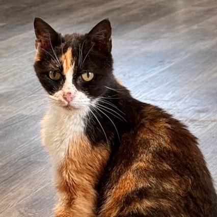 Calliope, Adoptable, Senior Female Domestic Short Hair.