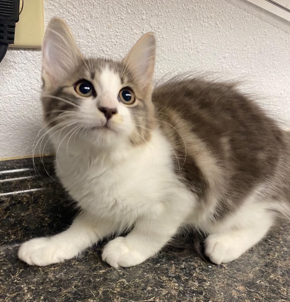 Jennyanydots, Adoptable, Kitten Female Domestic Long Hair.