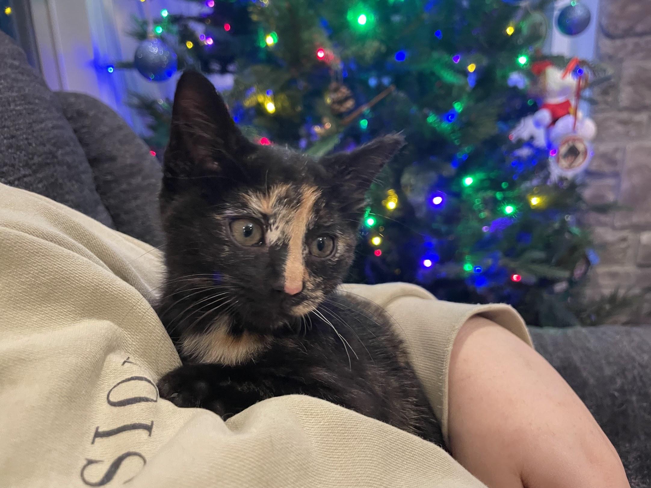 Moxie, an adopted Domestic Short Hair in Murfreesboro, TN image 1/3