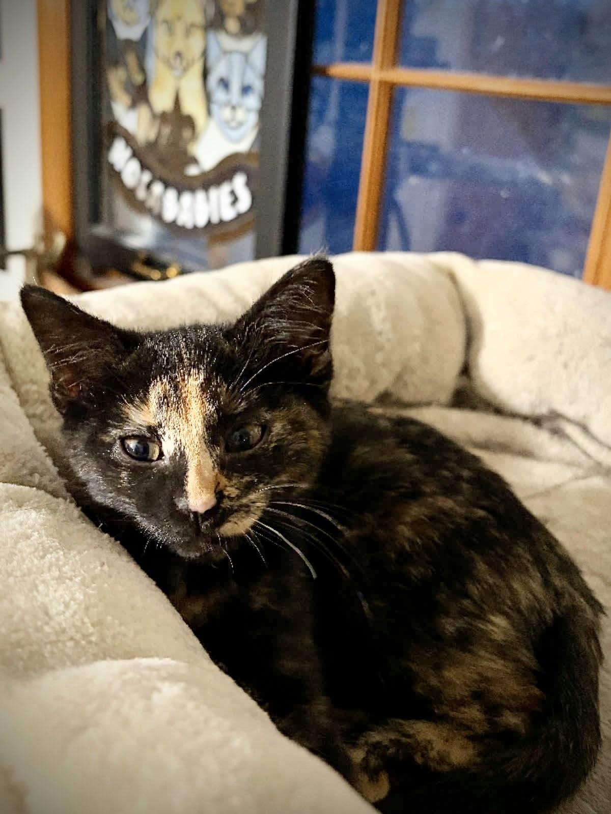 Moxie, an adopted Domestic Short Hair in Murfreesboro, TN image 3/3