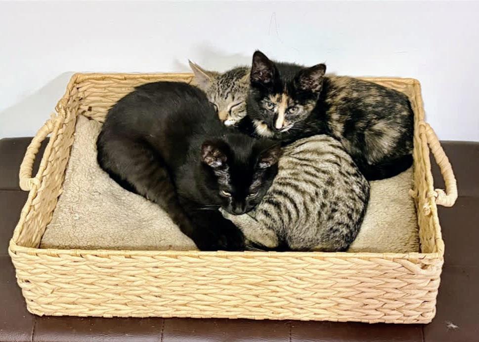 Moxie, an adopted Domestic Short Hair in Murfreesboro, TN image 2/3