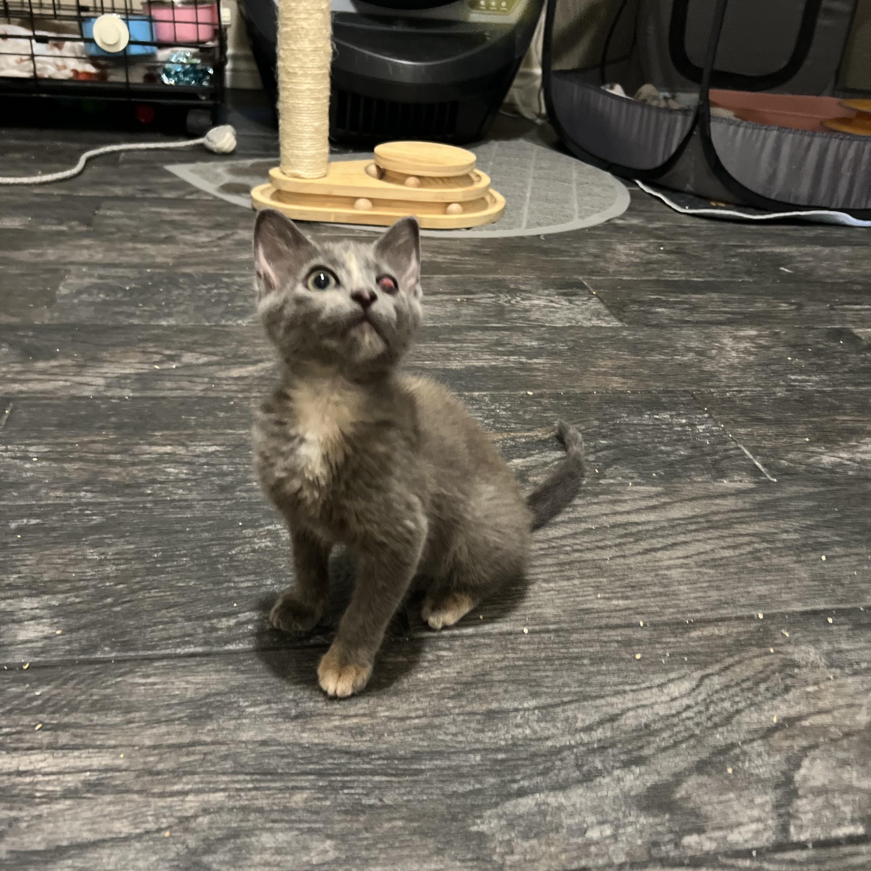 Enlarge Polly, a Adopted mixed breed in Mesquite, TX image 1/4