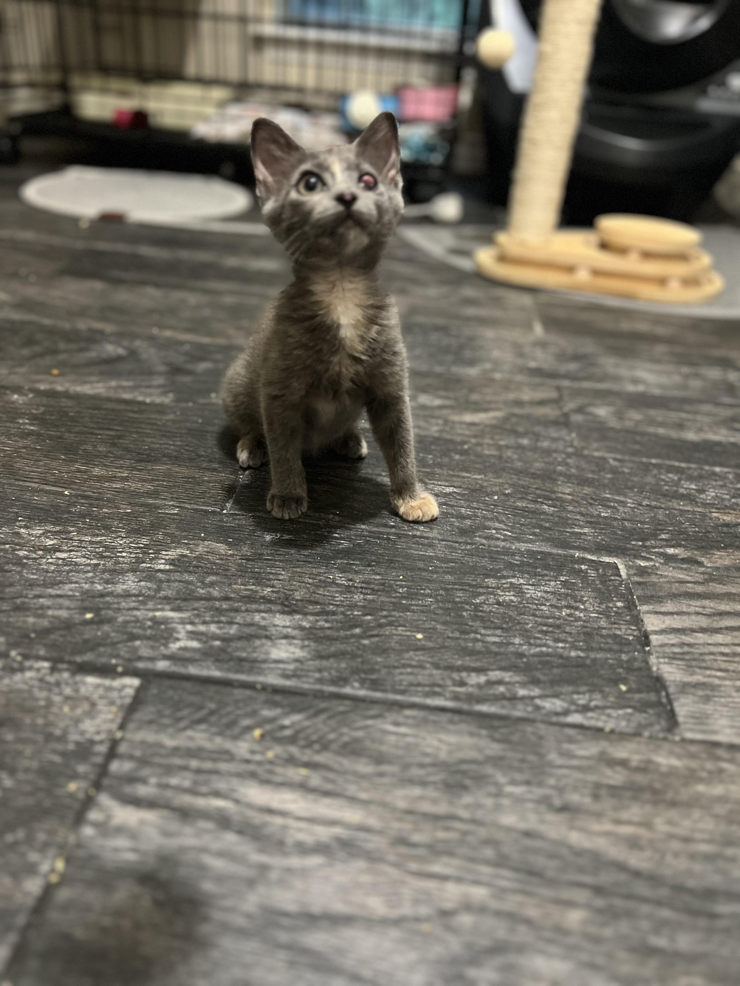 Enlarge Polly, a Adopted mixed breed in Mesquite, TX image 2/4