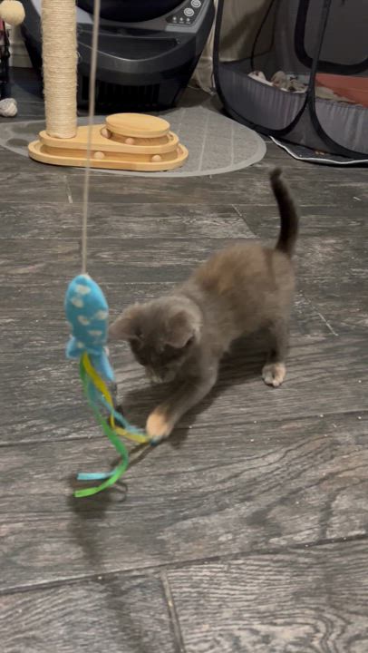 Enlarge Polly, a Adopted mixed breed in Mesquite, TX video 4/4