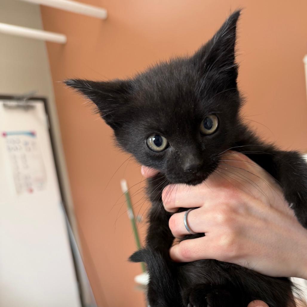 Enlarge Betta, a Adoptable Domestic Short Hair in Detroit Lakes, MN image 1/3