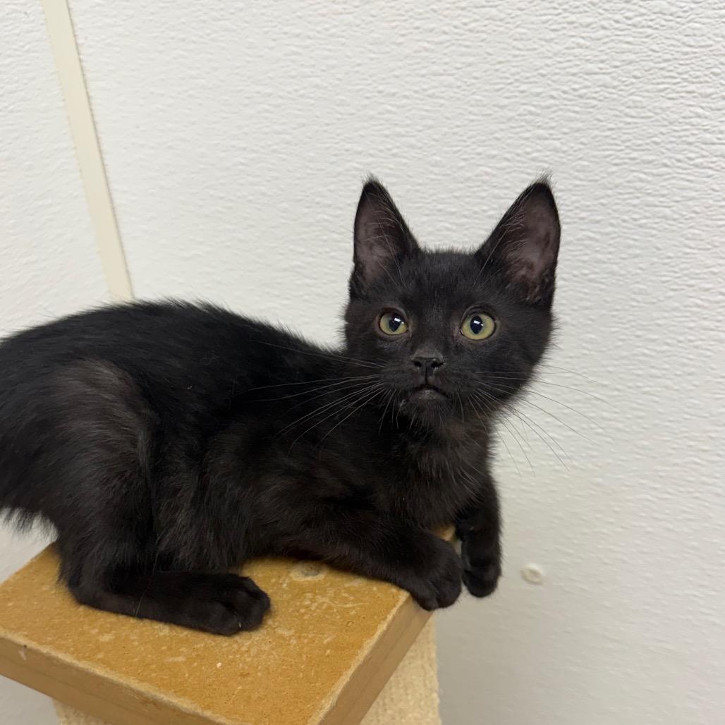 Enlarge Betta, a Adoptable Domestic Short Hair in Detroit Lakes, MN image 2/3