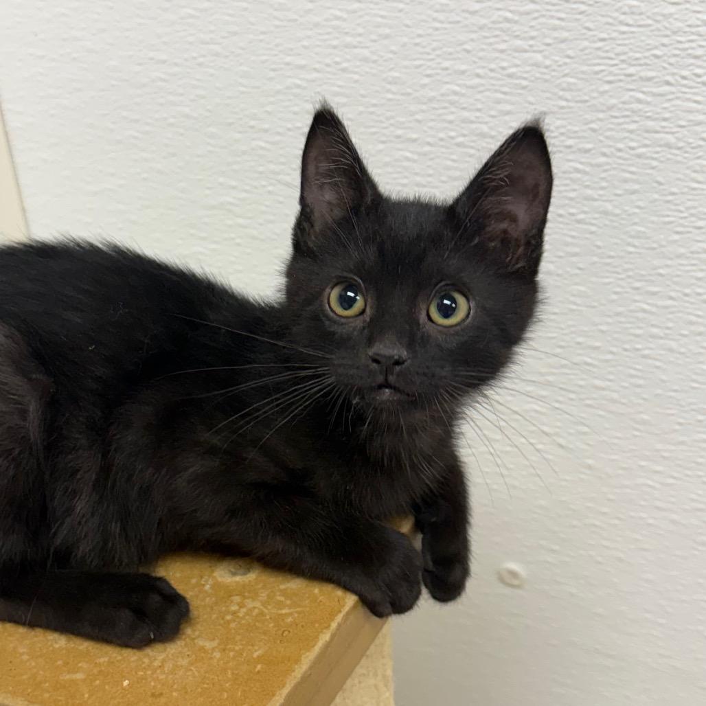 Enlarge Betta, a Adoptable Domestic Short Hair in Detroit Lakes, MN image 3/3