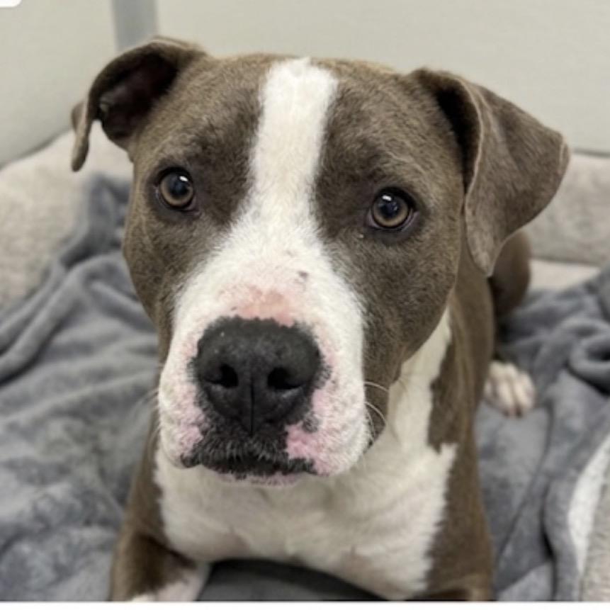 Stubbs/Big Z, Adoptable, Adult Male Pit Bull Terrier.