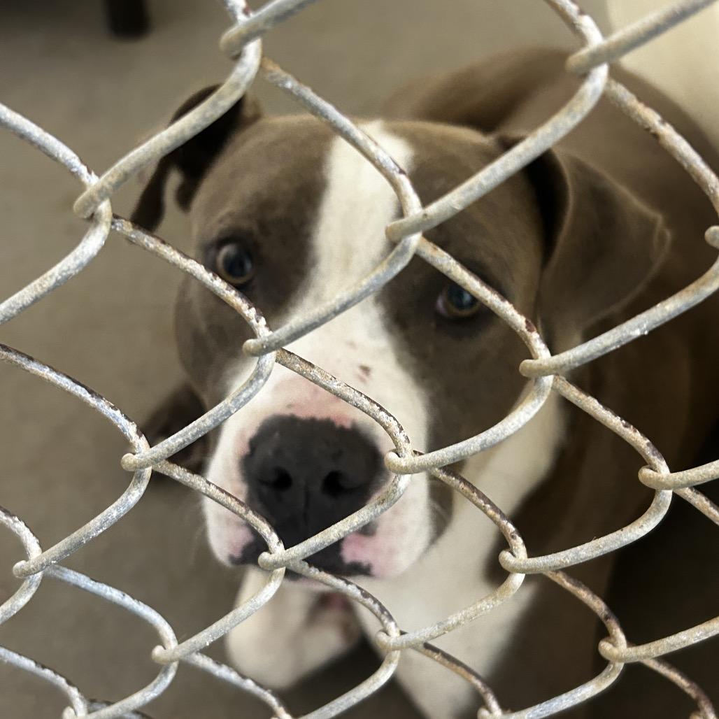 Enlarge Stubbs/Big Z, a Adoptable Pit Bull Terrier in Palestine, TX image 2/2