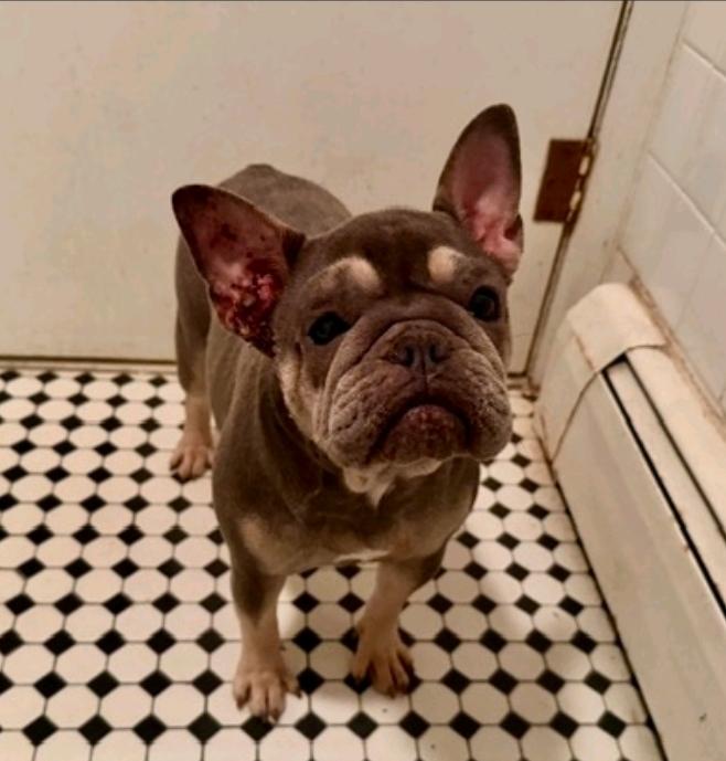 Mona Lisa-French bulldog, ADOPTABLE, Young Female French Bulldog.