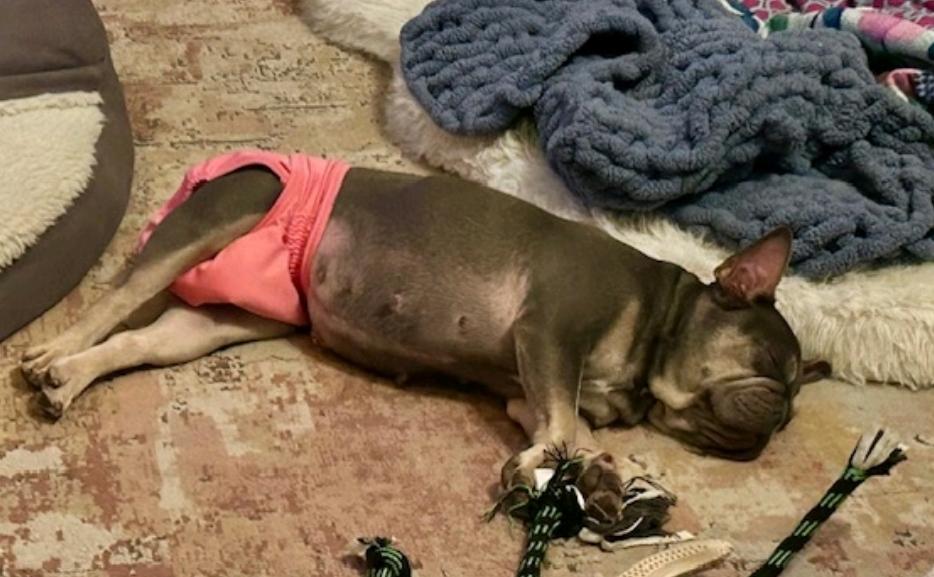 Enlarge Mona Lisa-French bulldog, a ADOPTABLE French Bulldog in Torrington, CT image 2/6