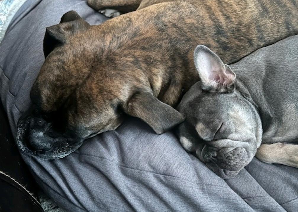 Enlarge Mona Lisa-French bulldog, an adopted French Bulldog in Torrington, CT image 5/6