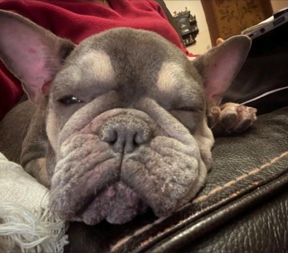 Enlarge Mona Lisa-French bulldog, a ADOPTABLE French Bulldog in Torrington, CT image 4/6