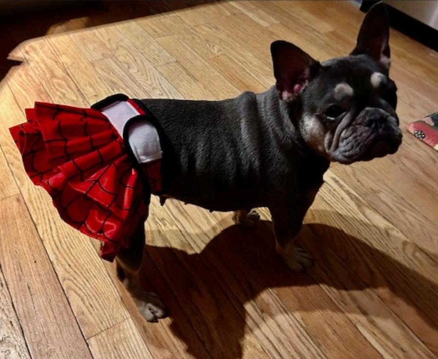 Enlarge Mona Lisa-French bulldog, a ADOPTABLE French Bulldog in Torrington, CT image 6/6