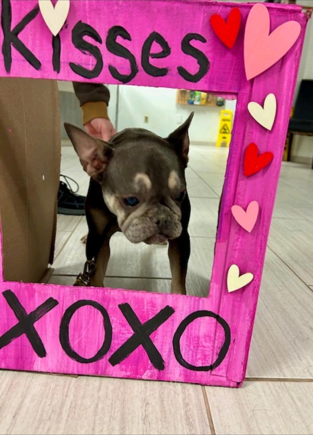 Enlarge Mona Lisa-French bulldog, a ADOPTABLE French Bulldog in Torrington, CT image 5/6