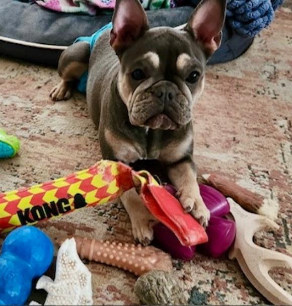 Enlarge Mona Lisa-French bulldog, an adopted French Bulldog in Torrington, CT image 6/6