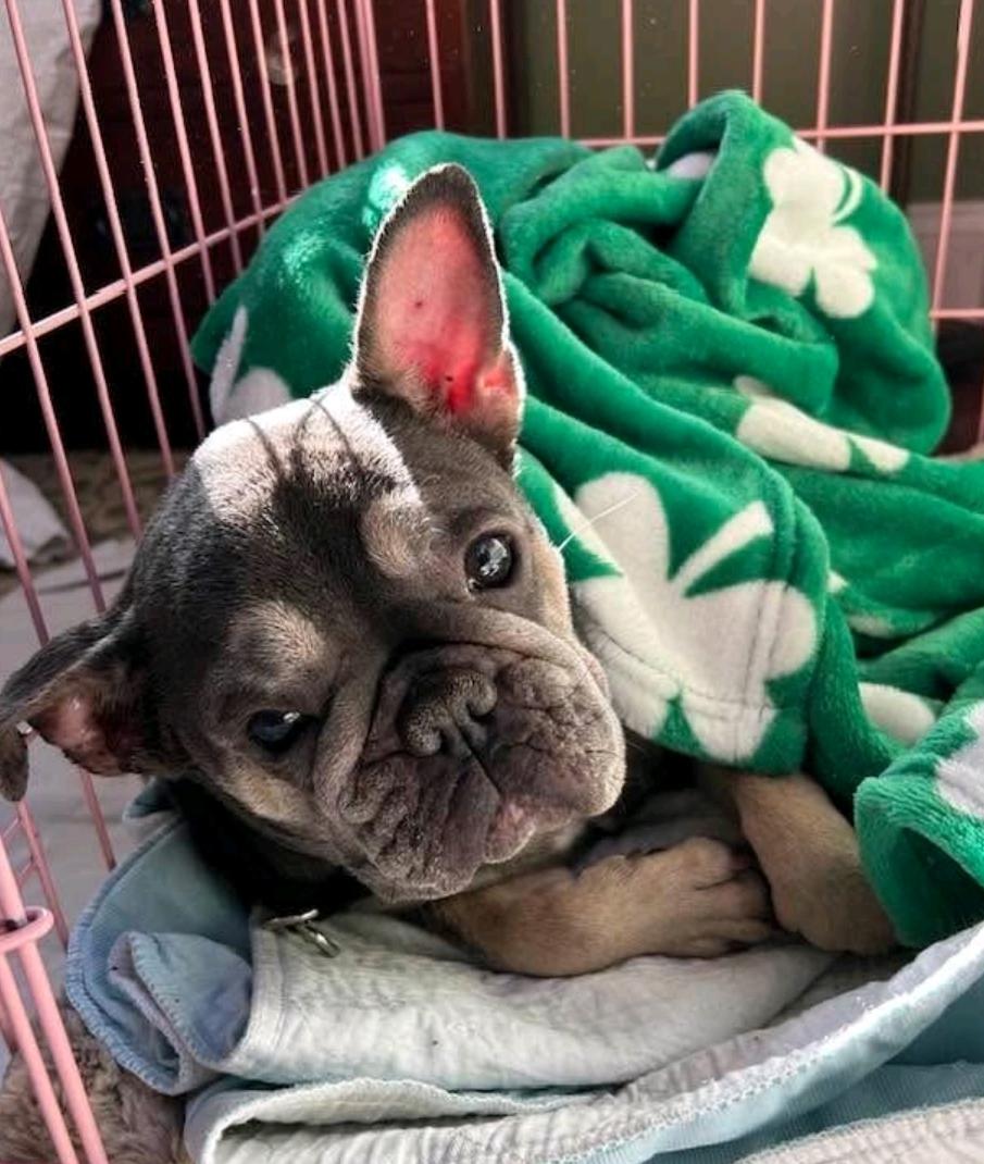 Enlarge Mona Lisa-French bulldog, a ADOPTABLE French Bulldog in Torrington, CT image 3/6