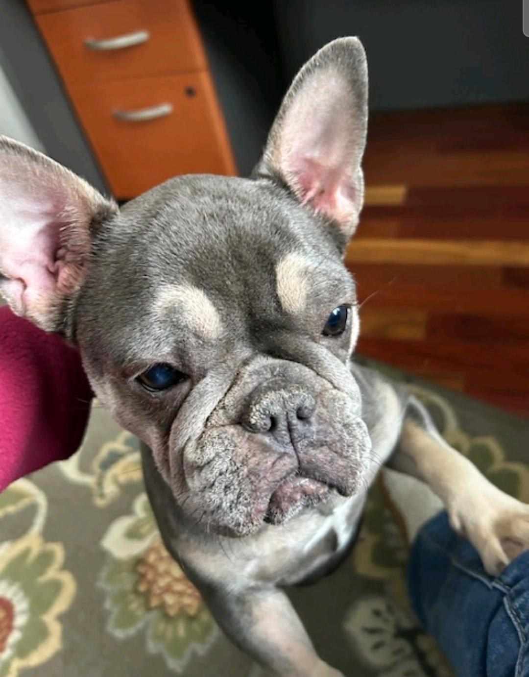 Enlarge Mona Lisa-French bulldog, an adopted French Bulldog in Torrington, CT image 1/6
