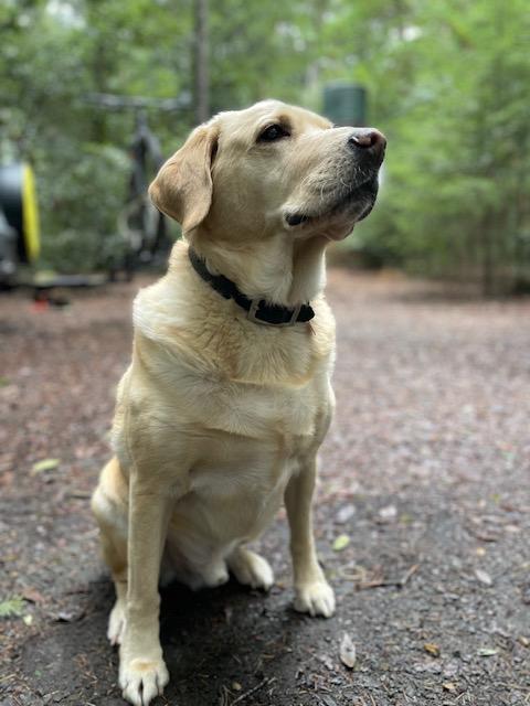Enlarge Porter, a ADOPTABLE Yellow Labrador Retriever in Petaluma, CA image 1/1
