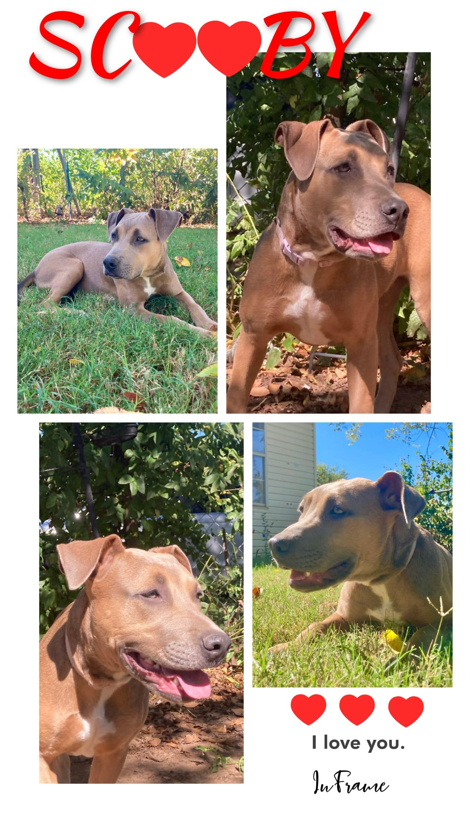 SCOOBY, Adoptable, Puppy Female Pit Bull Terrier.