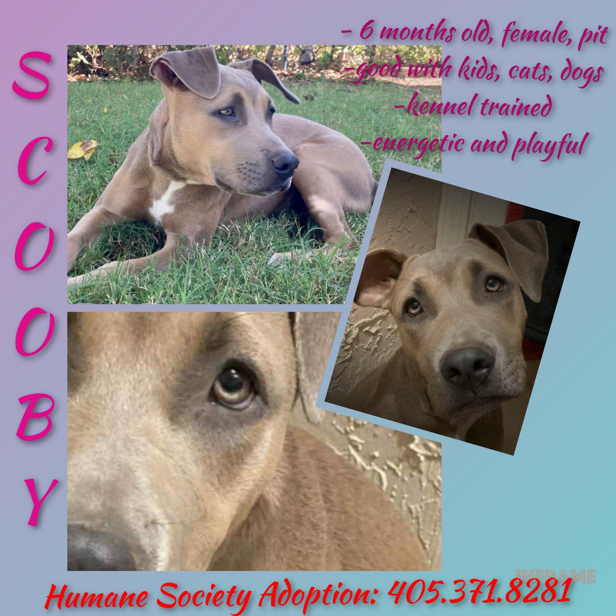 Enlarge SCOOBY, a Adoptable mixed breed in Lawton, OK image 2/2