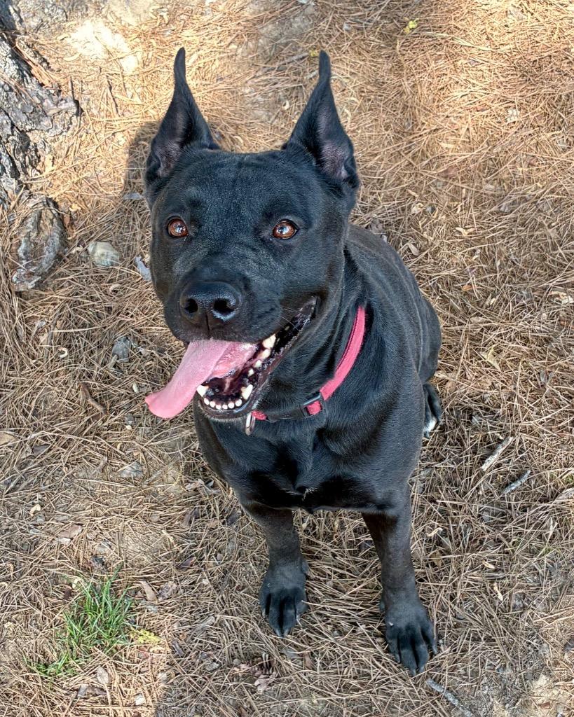 Enlarge Luna Bear, a Adoptable mixed breed in Little Rock, AR image 1/5