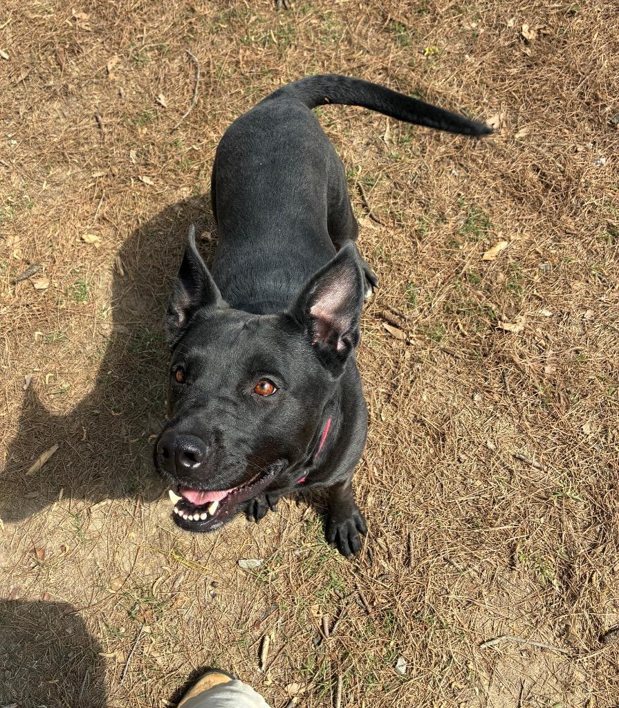 Enlarge Luna Bear, a Adoptable mixed breed in Little Rock, AR image 2/5