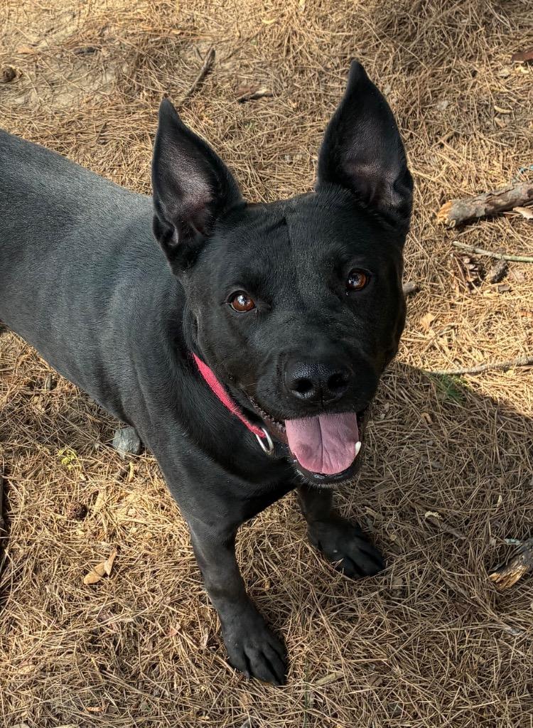 Enlarge Luna Bear, a Adoptable mixed breed in Little Rock, AR image 3/5