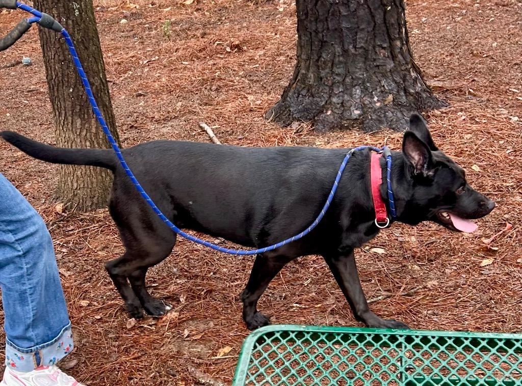 Enlarge Luna Bear, a Adoptable mixed breed in Little Rock, AR image 4/5