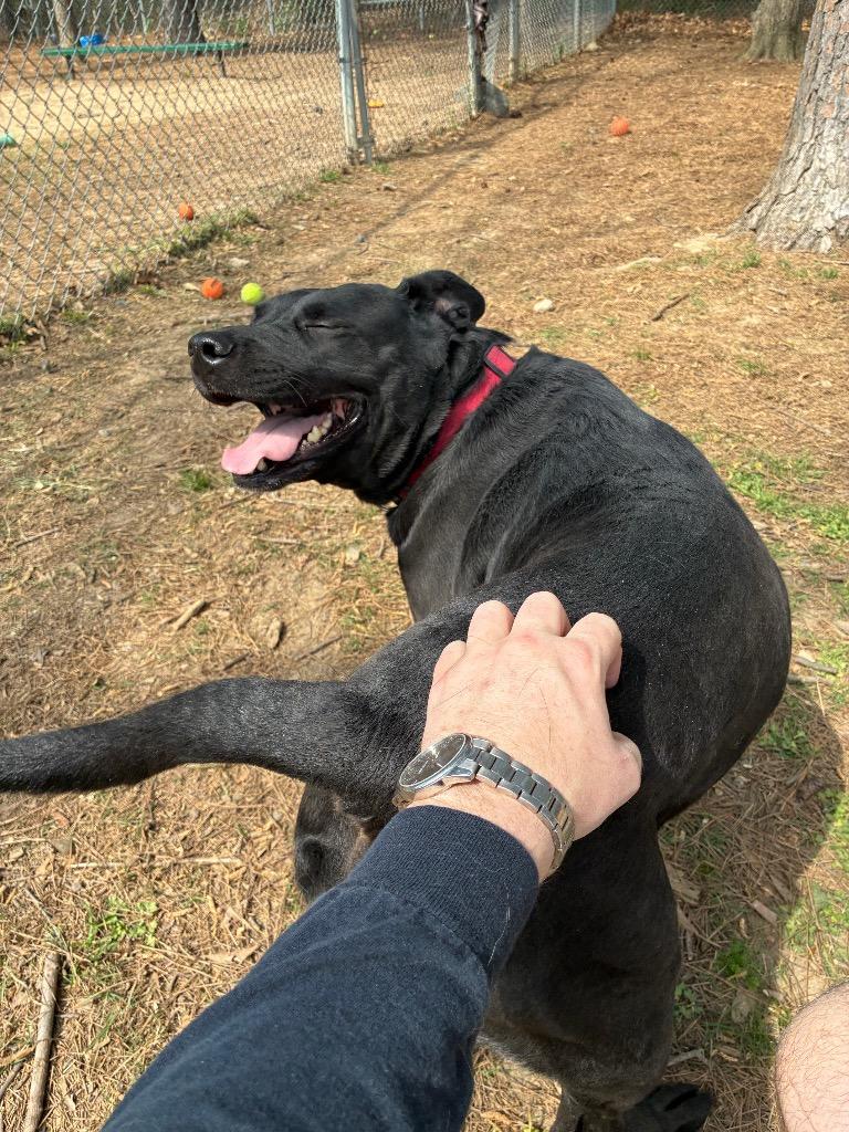 Enlarge Luna Bear, a Adoptable mixed breed in Little Rock, AR image 5/5