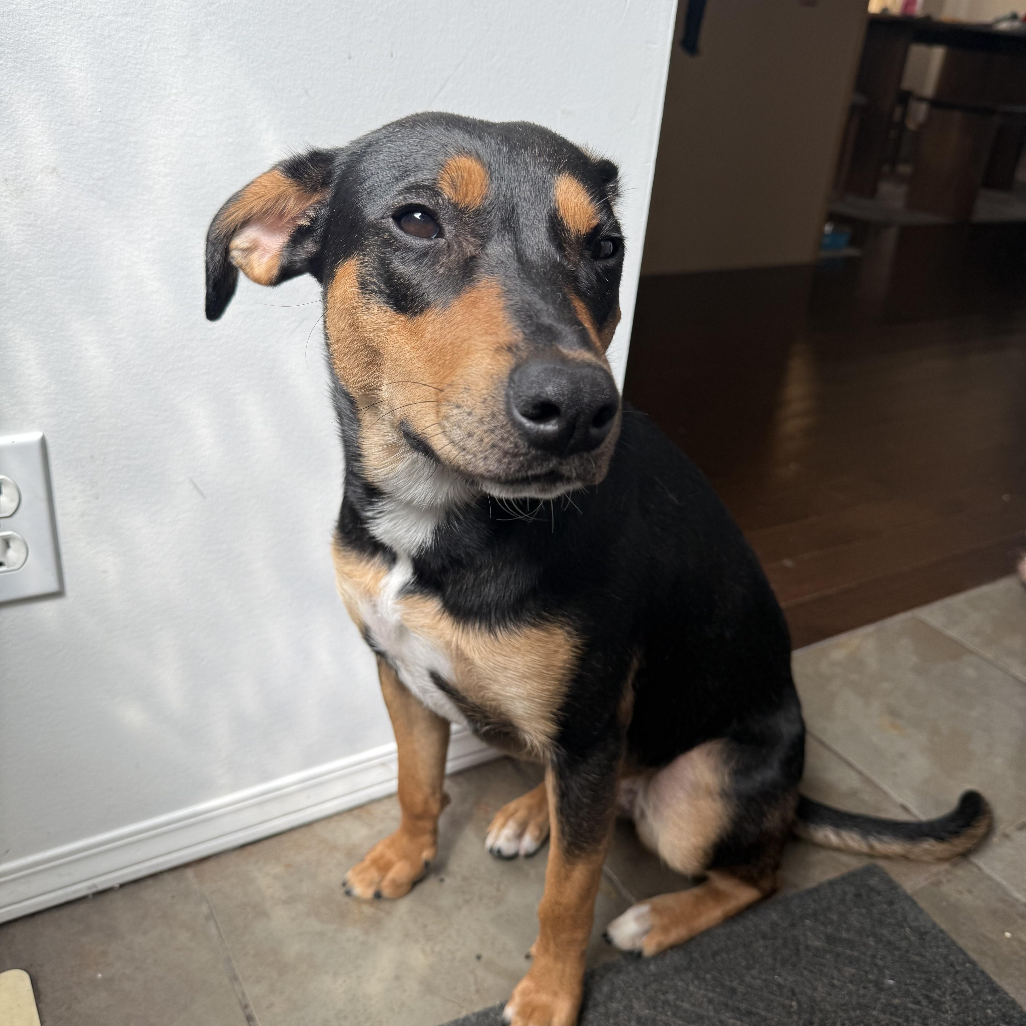 Brownie, a Adoptable mixed breed in Brookeville, MD image 3/6