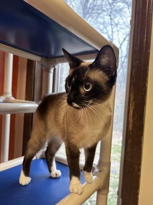 Delila, adopted, Young Female Domestic Short Hair.