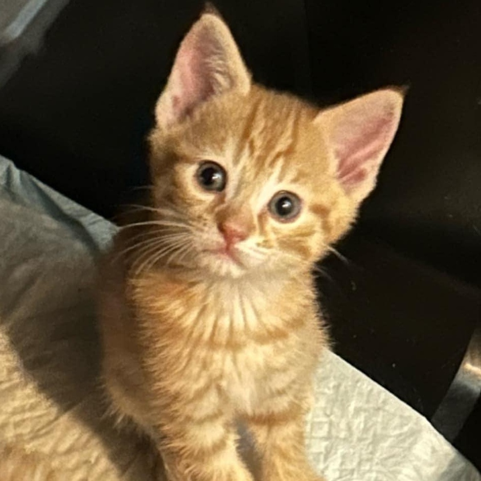 PoohBear, Adopted, Kitten Male Domestic Medium Hair.