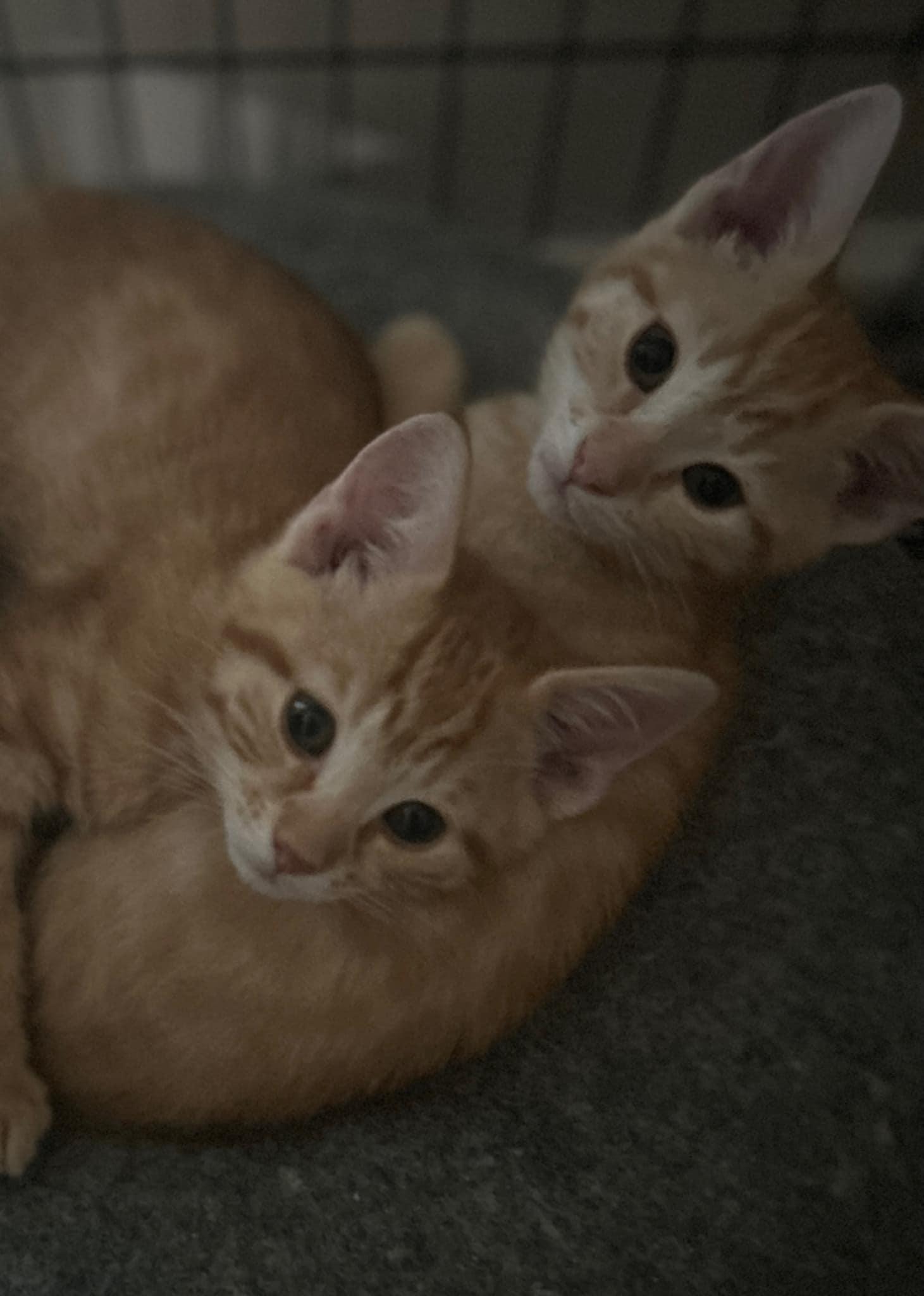 Enlarge PoohBear, a Adopted mixed breed in Denville, NJ image 3/5