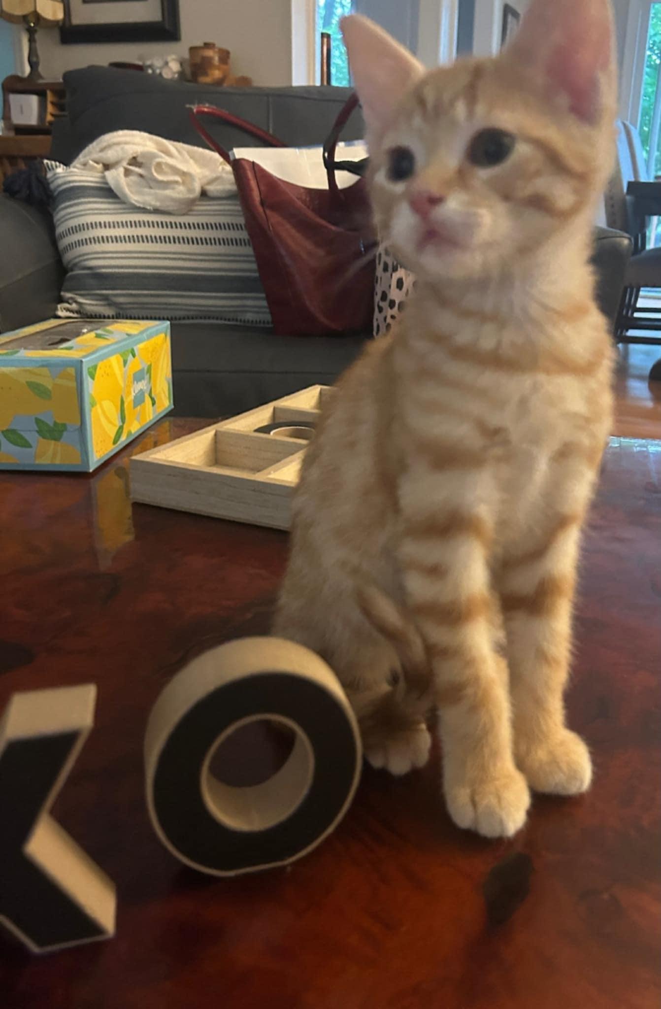 Enlarge PoohBear, a Adopted mixed breed in Denville, NJ image 4/5