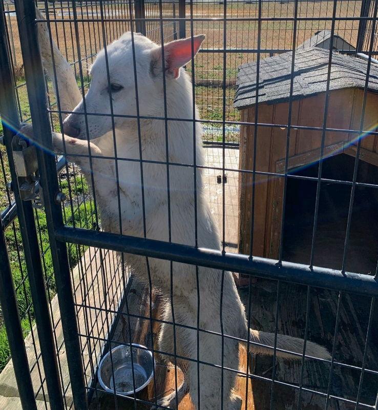 Junior, a Adoptable White German Shepherd in Winston Salem, NC image 2/3