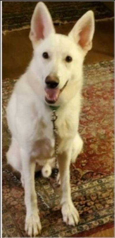 Junior, a Adoptable White German Shepherd in Winston Salem, NC image 3/3