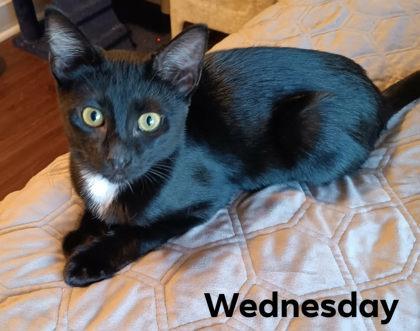 Wednesday Collins, Adoptable, Young Female Domestic Short Hair & Domestic Short Hair.