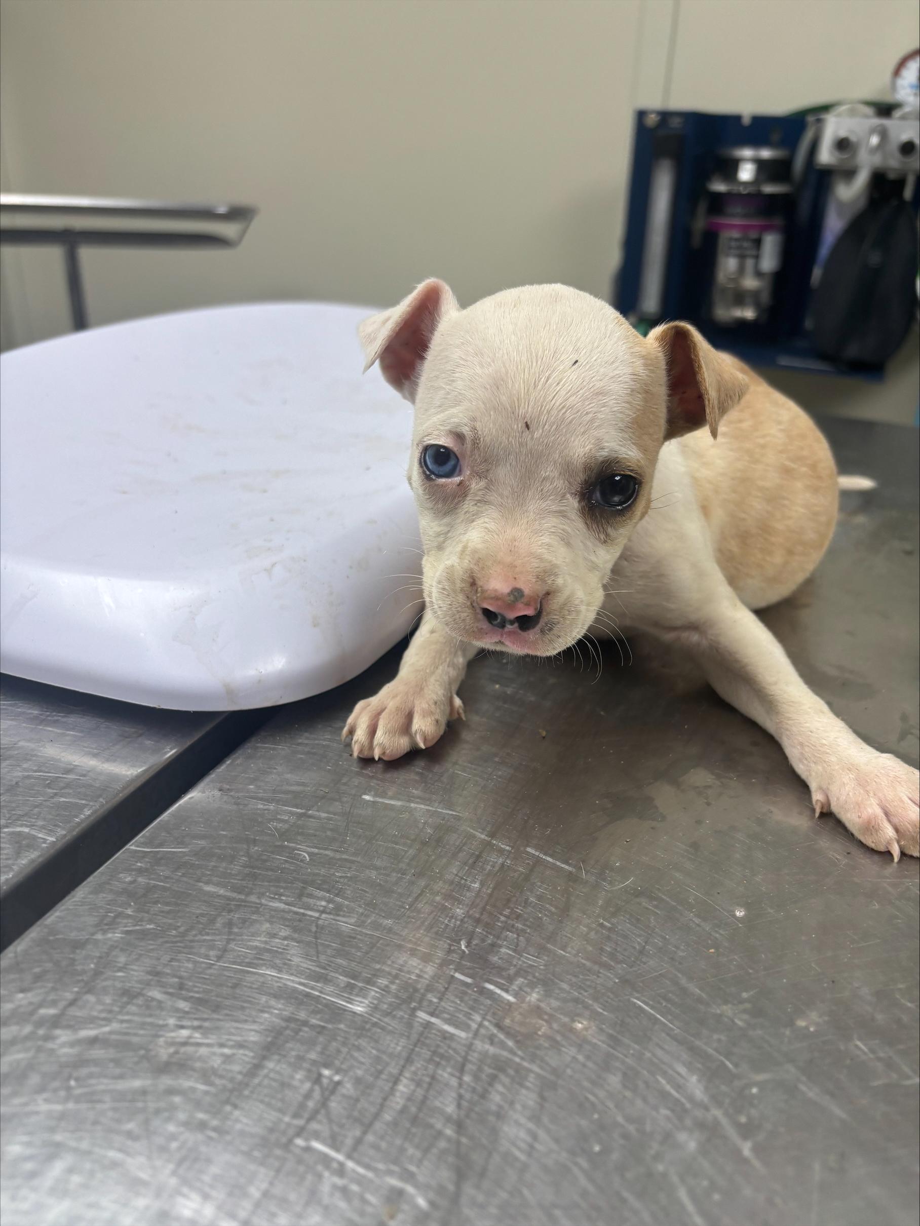 Mary, ADOPTABLE, Puppy Female Terrier.