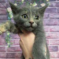 Cricket, Adoptable, Kitten Female Domestic Short Hair & Domestic Short Hair.