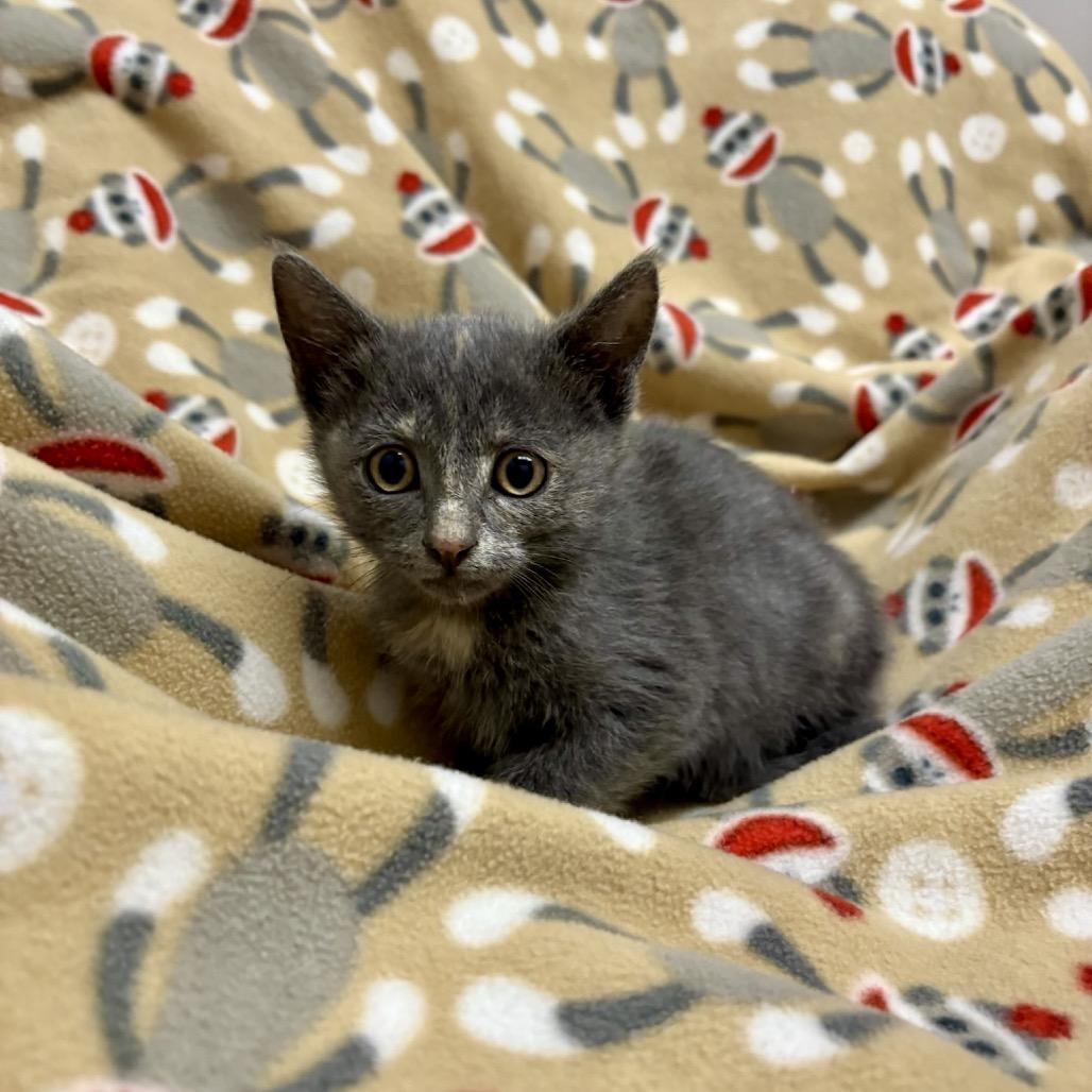 Cricket, a Adoptable mixed breed in Fort Collins, CO image 2/2