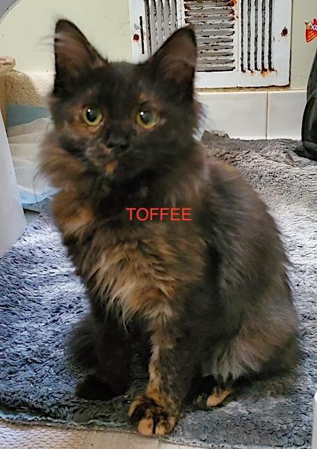 Toffee - COURTESY POST, Adopted, Kitten Female Domestic Long Hair.