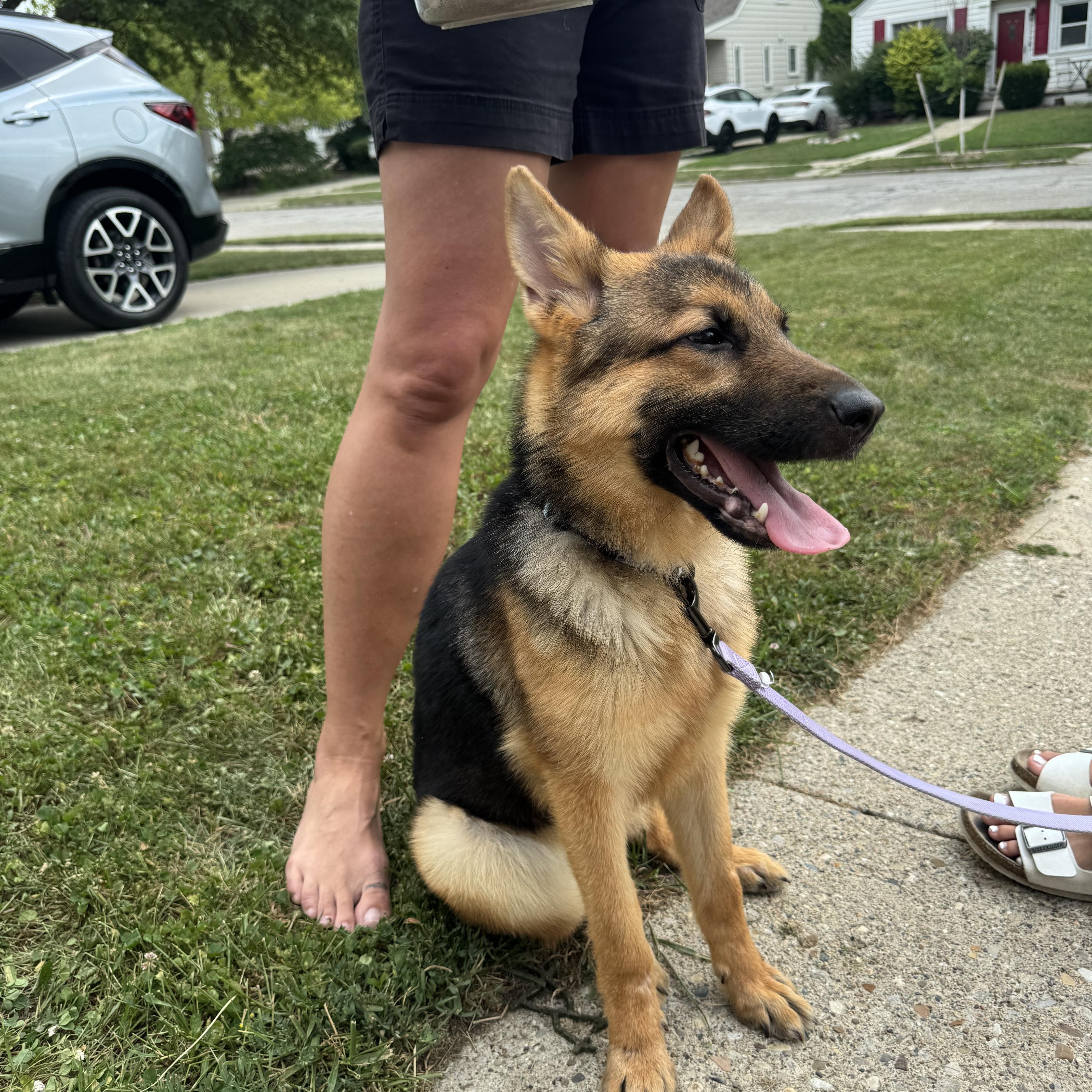 Enlarge Maggie, a Adopted German Shepherd Dog in Rochester Hills, MI image 3/3