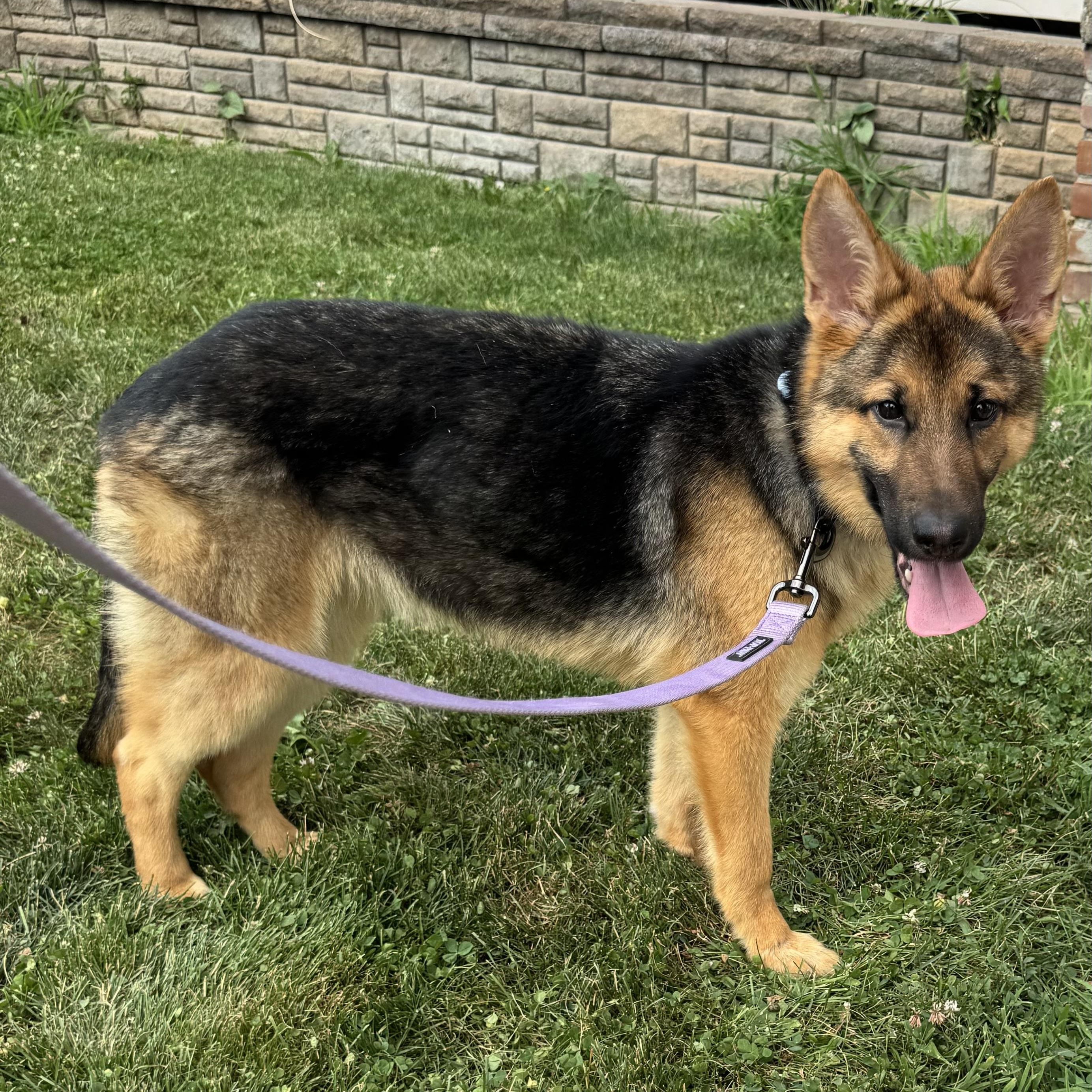 Enlarge Maggie, a Adopted German Shepherd Dog in Rochester Hills, MI image 2/3