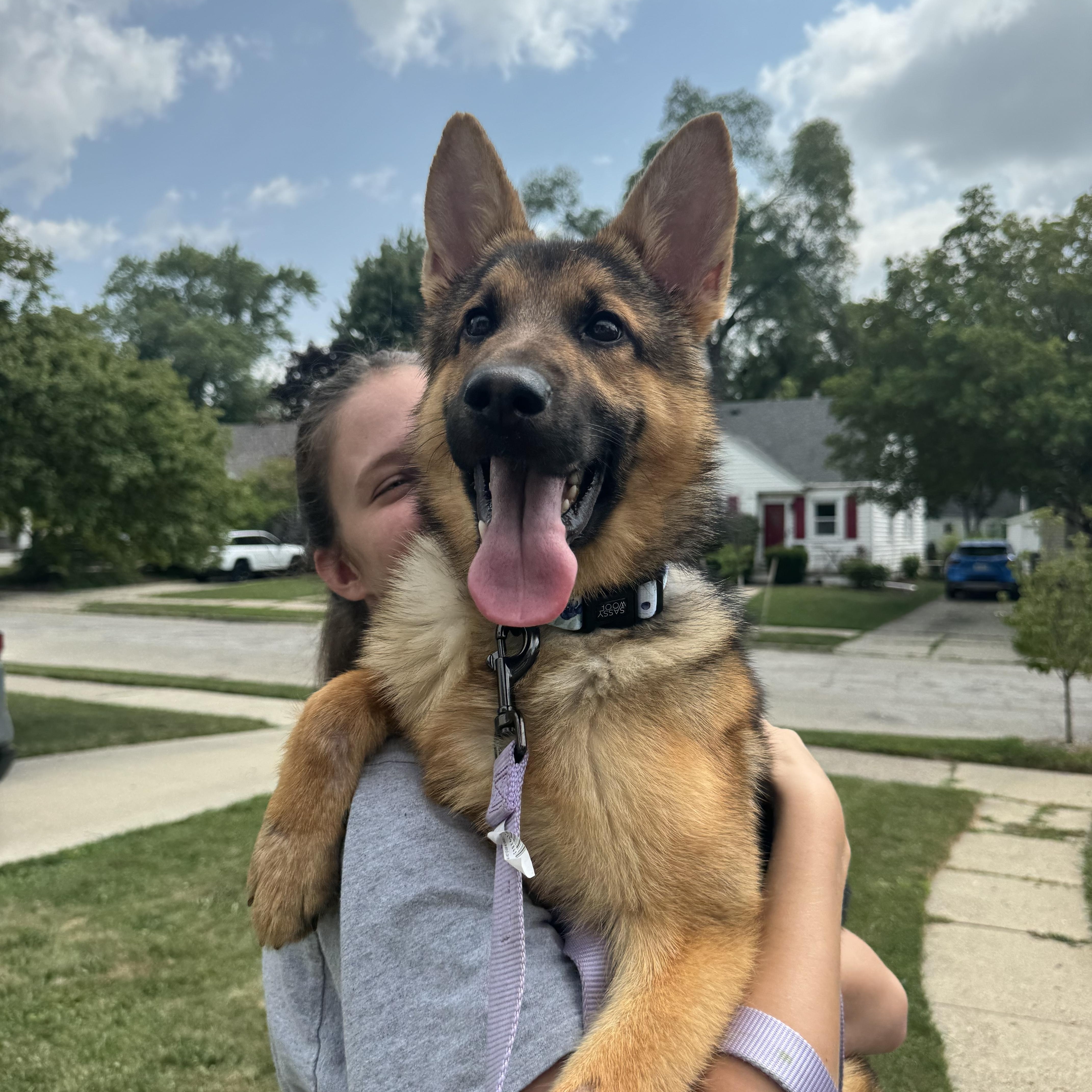 Maggie, Adopted, Young Female German Shepherd Dog.