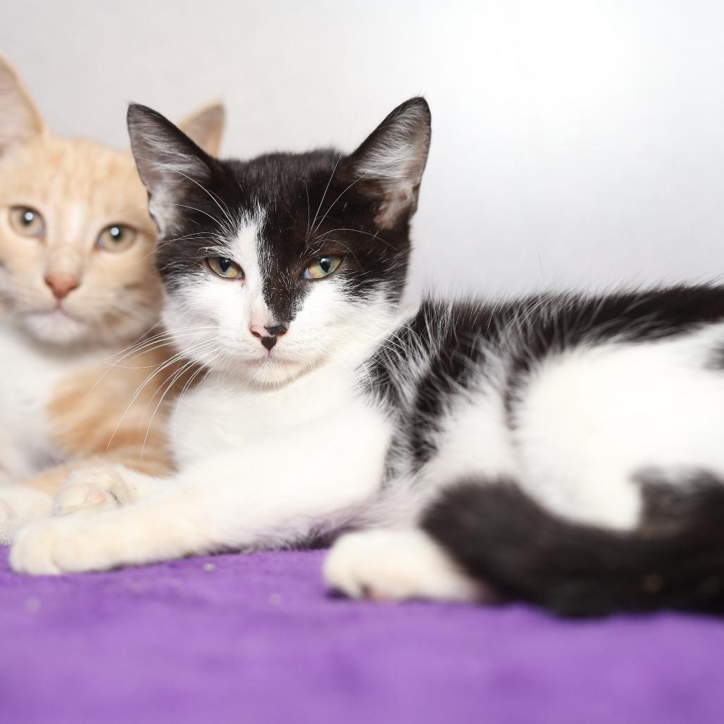 Enlarge Mocha, a Adoptable Domestic Short Hair in Evansville, IN image 1/2