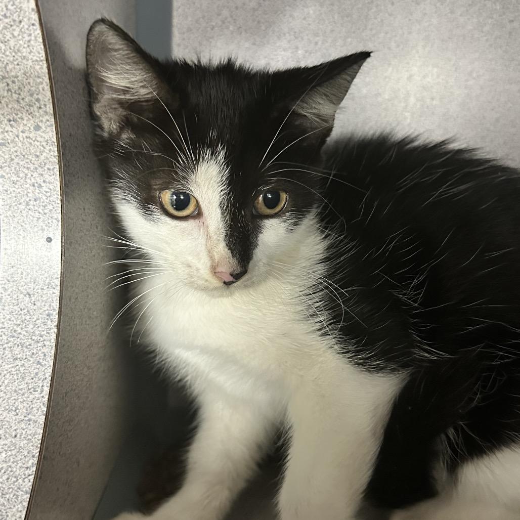 Enlarge Mocha, a Adoptable Domestic Short Hair in Evansville, IN image 2/2