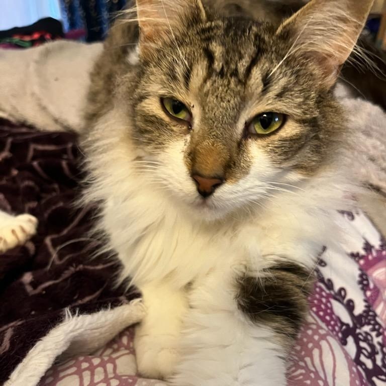 Cali, Young Female Domestic Short Hair