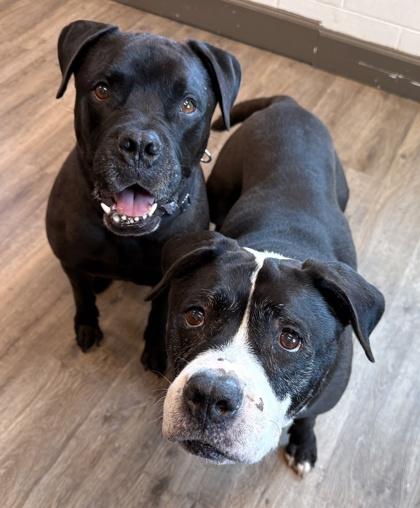 Enlarge Midnight, a Adoptable mixed breed in Palm Coast, FL image 1/3